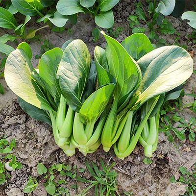 小油菜